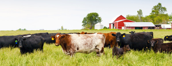 Grass-Fed Dairy and Beef Cattle | What They Mean to You