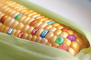 Non-GMO corn image